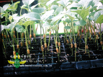 Eggplant Root stock A108 - Eggplant Root stock A108 (1)